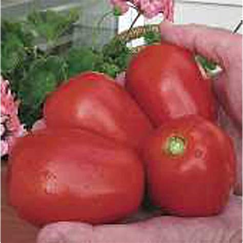Pear Goliath Tomato Seeds Etsy