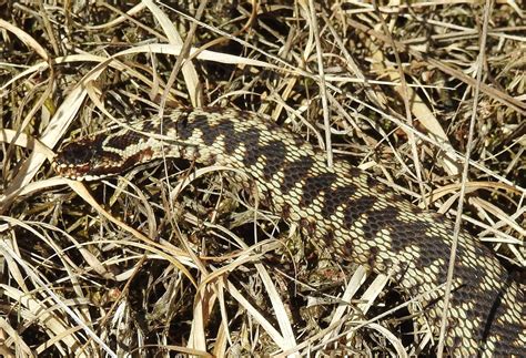About A Brook Amazing Adder