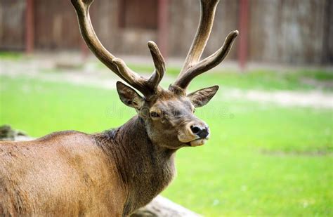 Portrait Of Powerful Adult Red Deer Stock Image Image Of Natural