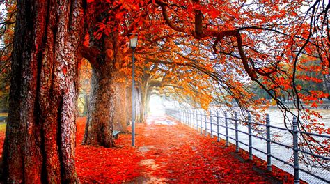 Red Tree 4k Wallpapers Anime Download Hd Wallpaper 4 Us Nature