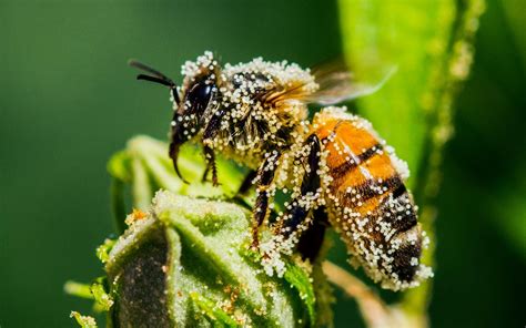 Male Honeybees Inject Queens With Blinding Toxins During Sex Faultline