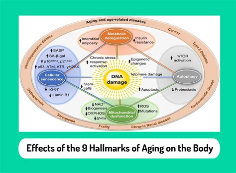 Effects Of The 9 Hallmarks Of Aging On The Body Mevrstudio Mevrstudio