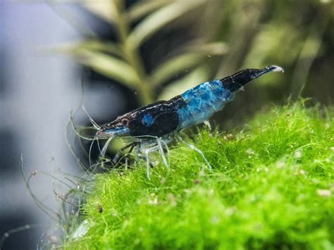 Blue Rili Shrimp Neocaridina Davidi Tank Raised By Aquatic Arts