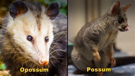 Possums Vs Opossums Know The Difference Between Both Animals