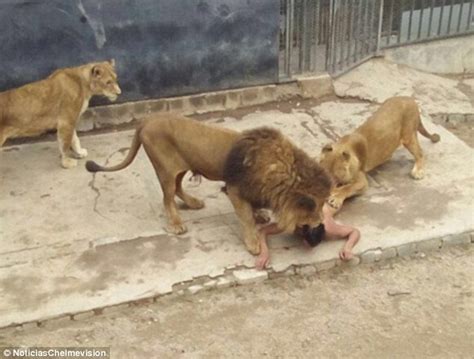 Photos Man Jumps Into Chilean Zoo Lion Enclosure In Suicide Death Wish