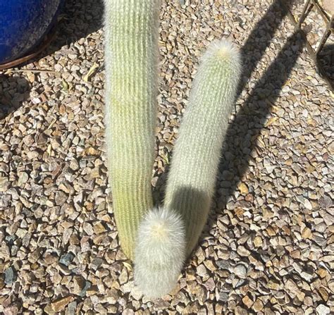 Silver Torch Cactus Care And Propagation Guide Citycacti