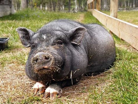 Domestic Pig Intelligent Social And Emotional Animal Pet