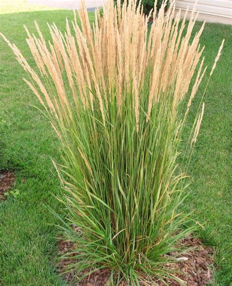 Karl Foerster Feather Reed Grass 3 Bareroot Plants Feather Reed