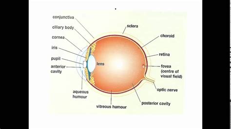 Parts Of Human Eye And Their Functions Youtube