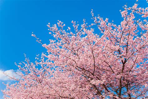 Aesthetic Cherry Blossom Japanese Art Wallpaper Allwallpaper