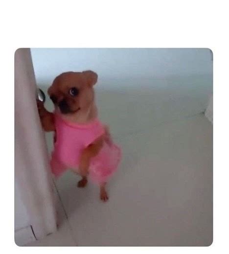 Create Meme Dog Chihuahua Pictures Meme
