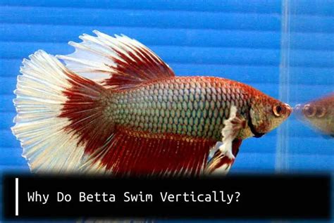 Why Do Betta Swim Vertically Fish Keeping Guide