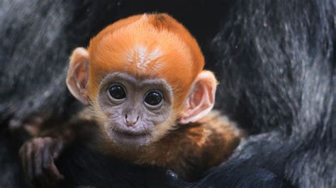 Endangered Primate Born At Zoo In England