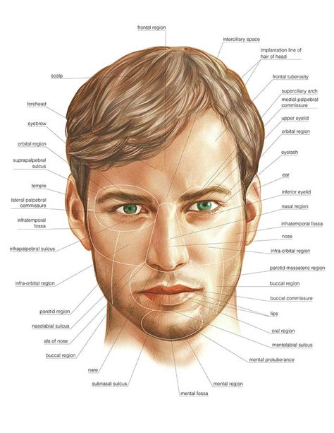 Male Head Photograph By Asklepios Medical Atlas Fine Art America