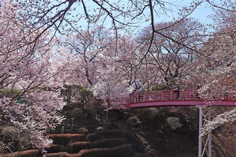 伊那市の春日城址公園、六道の堤、高遠城址公園で桜の写真を撮影しました 宮下一郎 ブログサイト