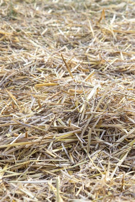 Golden Dry Hay Straw Thatch Texture Stock Photo Image Of Brown