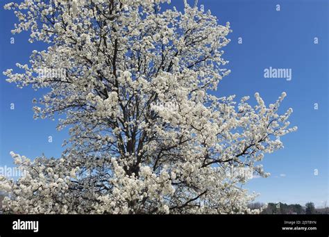 White Flowering Crabapple Tree Against A Blue Sky Stock Photo Alamy