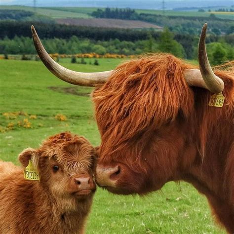 Pin De Helen Szafer En Animals Highland Coos Fotos De Vacas Imagenes