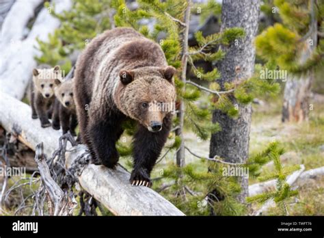 Grizzly Bear Ursus Arctos Horribilis Mother And Cubs On A Log