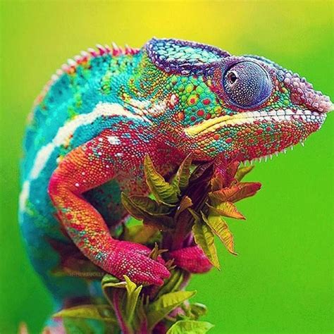 Chameleon Color Inspiration Colorful Animals Nature Animals Animals