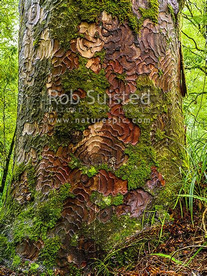 Kauri Tree Trunk And Bark Patterns Agathis Australis In