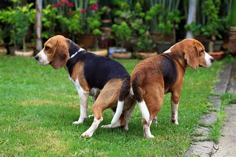 Beagle Dog Breed Pictures Info Care Guide And Traits Pet Keen