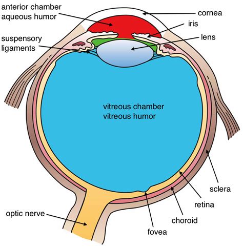 Eye anatomy 6 728, image source: Male Internal Organs Diagram - ClipArt Best