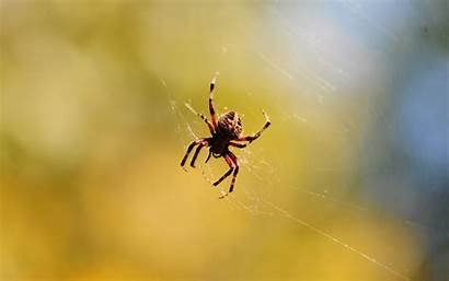 Spider Wallpapers Hdwallsource Web Fantastic Poisonous Wallpapercave