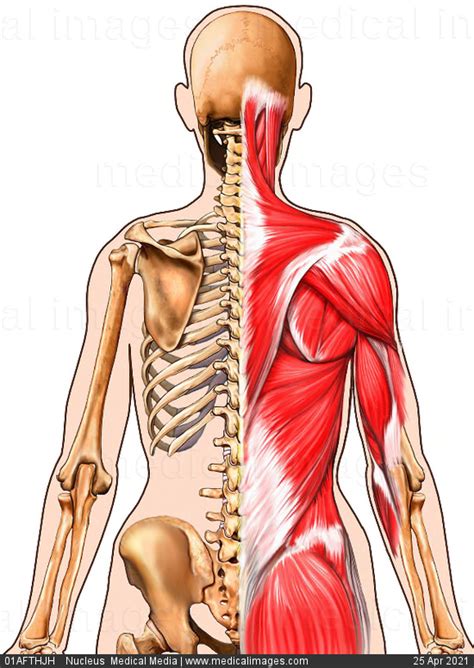 Woman with lower pain back on white background. Bones Of Female Back - It runs down the centre of the body. - Mujer Wallpaper