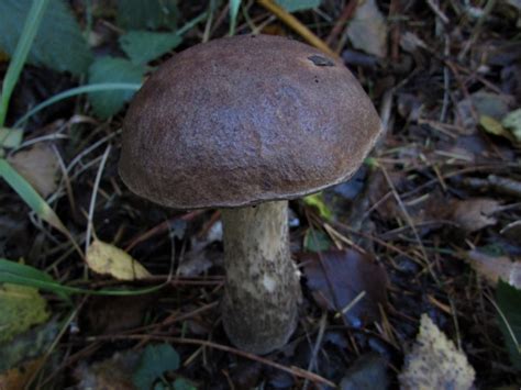 Brown Birch Bolete