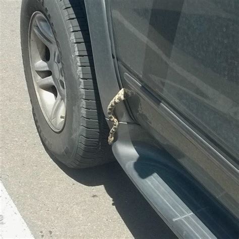 The problem is they are completely missing the opportunity to get in the car (and their competitors are already in cars). How Finding A Snake In My Car Was The Best Worst Thing ...