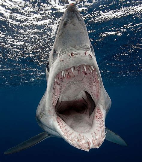Photographer Attacked By Shark Photo Tubarão Branco