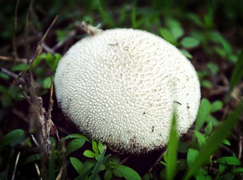 White Wild Mushroom Spike Dome Photograph By Gaby Ethington Fine Art
