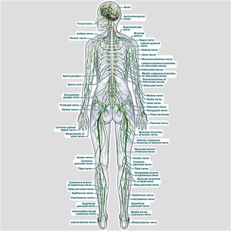 And the autonomic, or involuntary, component. Nervous System-Rear View Labeled Poster