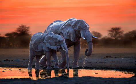 Download Wallpapers 4k Africa Elephants Sunset Mother