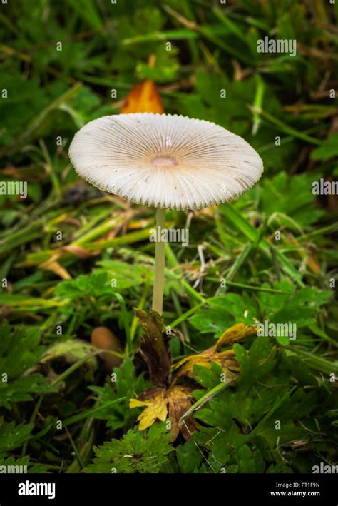 Parasola Plicatilis Is A Small Saprotrophic Mushroom With A Plicate Cap