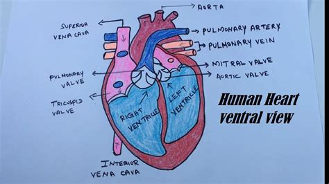 How To Draw Internal Structure Of Human Heart Easy Ve
