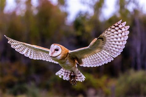 Flying Barn Owl Photograph By Faycal Chebbi Fine Art America