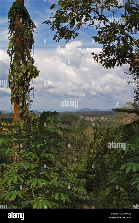 African Tropical Rainforest Ghana West Africa Stock Photo Alamy