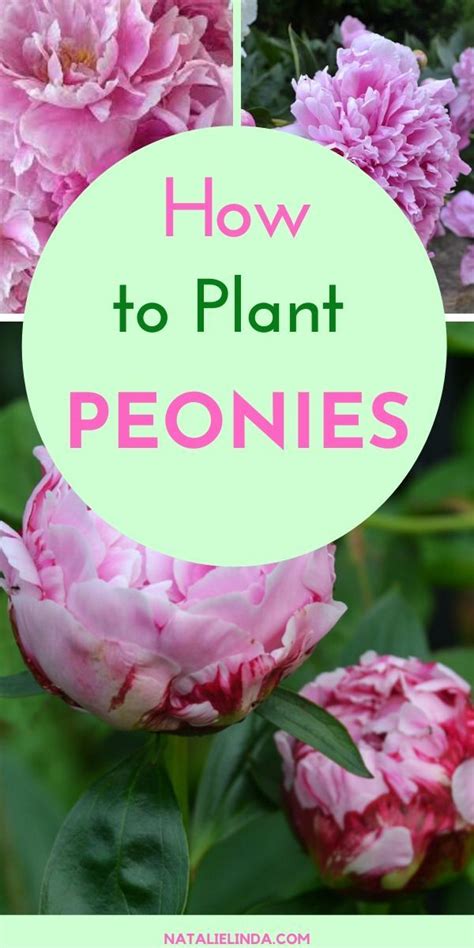 How To Plant And Care For Peonies Natalie Linda Planting Peonies