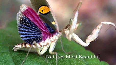 Natures Most Beautiful Insects Youtube
