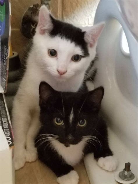 My Baby Kittens Cutest Cat S Pet Adoption