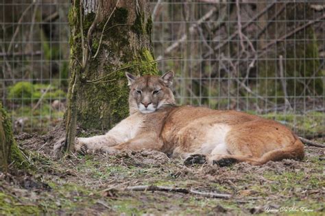 Puma ou Cougar ou Lion des montagnes Amérique Parc des Flickr