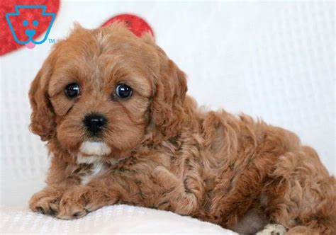 They seldom meet a stranger and love being with. Tulip | Cavapoo Puppy For Sale | Keystone Puppies