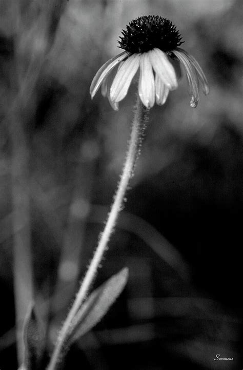 Wildflowers 6 Photograph By Gordon Semmens Fine Art America