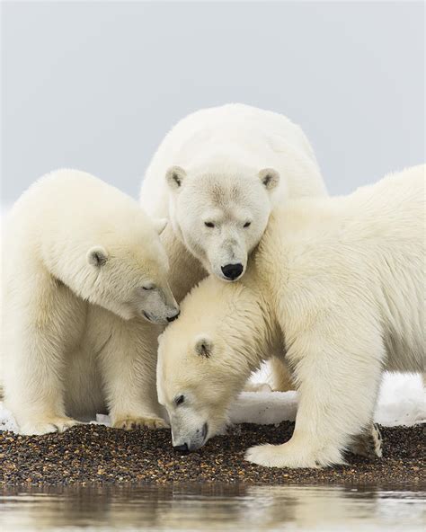 Polar Bear Beach Combing Photograph By Tim Grams