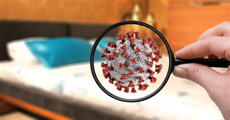 Can Bed Bugs Spread Coronavirus Arrow Exterminating