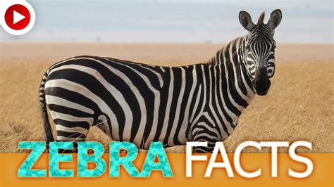 Zebra Facts For Kids Interesting Facts About Zebras Freeschool