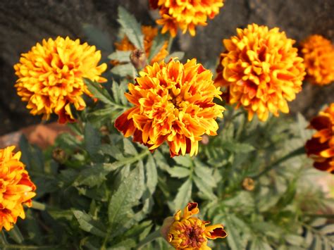 What We Say Genda Flower In English | Best Flower Site