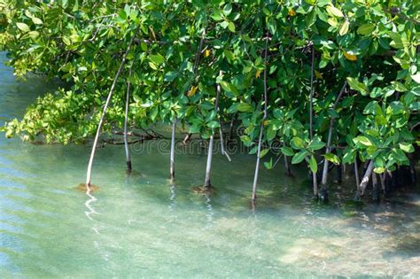 mangrove forests near cancun on the yucatan peninsula in mexico stock image image of cancun